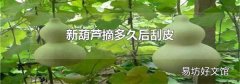 新葫芦摘多久后刮皮