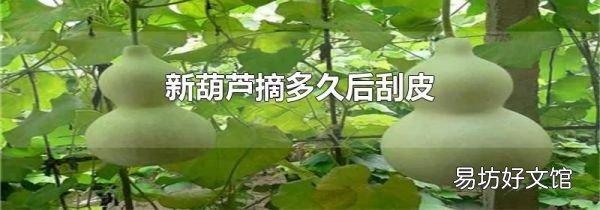 新葫芦摘多久后刮皮