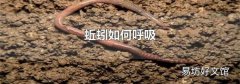 蚯蚓如何呼吸