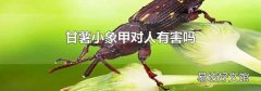 甘薯小象甲对人有害吗