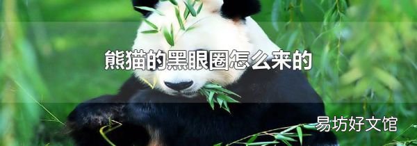 熊猫的黑眼圈怎么来的
