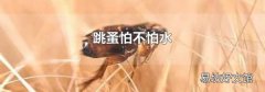 跳蚤怕不怕水