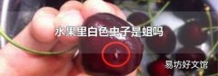 水果里白色虫子是蛆吗