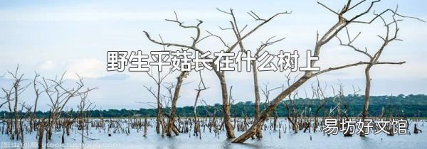 野生平菇长在什么树上