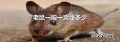 老鼠一般一窝生多少