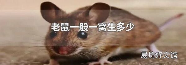 老鼠一般一窝生多少