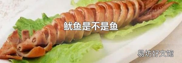 鱿鱼是不是鱼