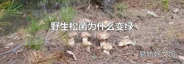 野生松菌为什么变绿