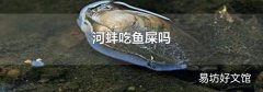 河蚌吃鱼屎吗