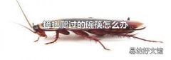 蟑螂爬过的碗筷怎么办