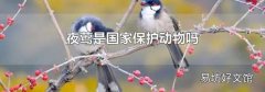 夜莺是国家保护动物吗