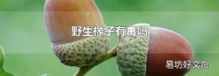 野生橡子有毒吗