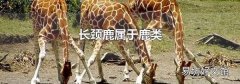 长颈鹿属于鹿类