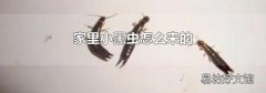 家里小黑虫怎么来的