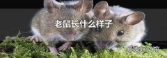老鼠长什么样子