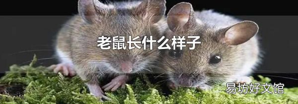 老鼠长什么样子