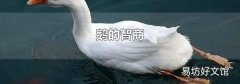鹅的智商