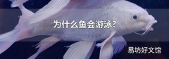 为什么鱼会游泳?