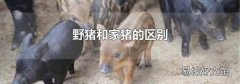 野豬和家豬的區(qū)別