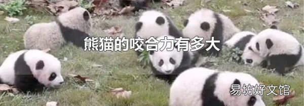 熊貓的咬合力有多大