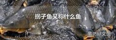 拐子魚又稱什么魚
