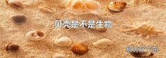 貝殼是不是生物