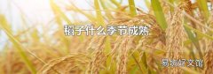 稻子什么季節(jié)成熟