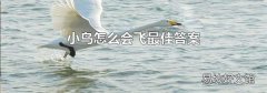 小鸟怎么会飞最佳答案