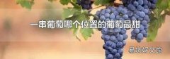 一串葡萄哪个位置的葡萄最甜