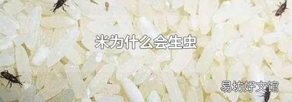 米為什么會生蟲