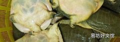 甲魚如何保存