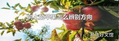 樹上的蘋果怎么辨別方向