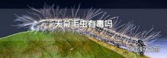 天幕毛蟲有毒嗎