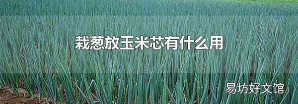 栽蔥放玉米芯有什么用