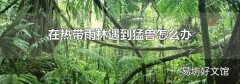 在熱帶雨林遇到猛獸怎么辦