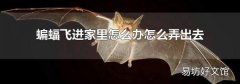 蝙蝠飛進家里怎么辦怎么弄出去