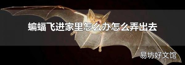 蝙蝠飛進(jìn)家里怎么辦怎么弄出去