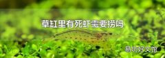 草缸里有死蝦需要撈嗎