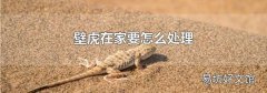 壁虎在家要怎么處理