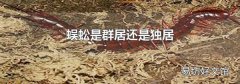 蜈蚣是群居还是独居