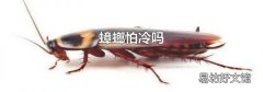 蟑螂怕冷吗
