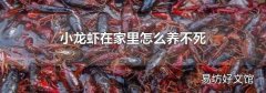 小龙虾在家里怎么养不死