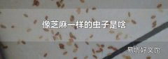 像芝麻一樣的蟲子是啥