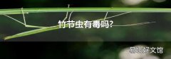 竹節(jié)蟲(chóng)有毒嗎?
