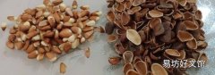 松子殼是什么垃圾