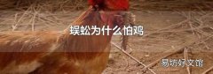 蜈蚣為什么怕雞