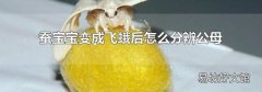 蠶寶寶變成飛蛾后怎么分辨公母