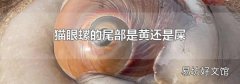 貓眼螺的尾部是黃還是屎