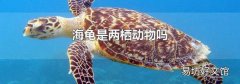 海龜是兩棲動物嗎