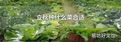 立秋种什么菜合适